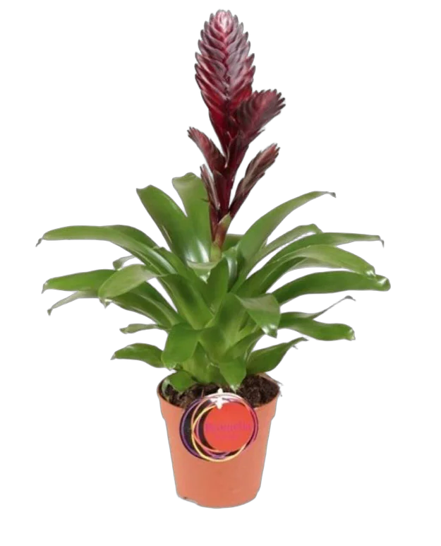 Фризея Cathy коричневая - Vriesea Cathy D12 H50