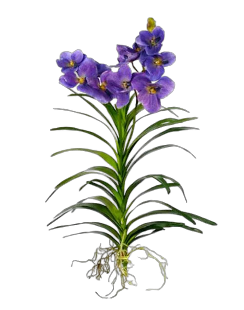 Ванда подвесная - Vanda Exceptional H80