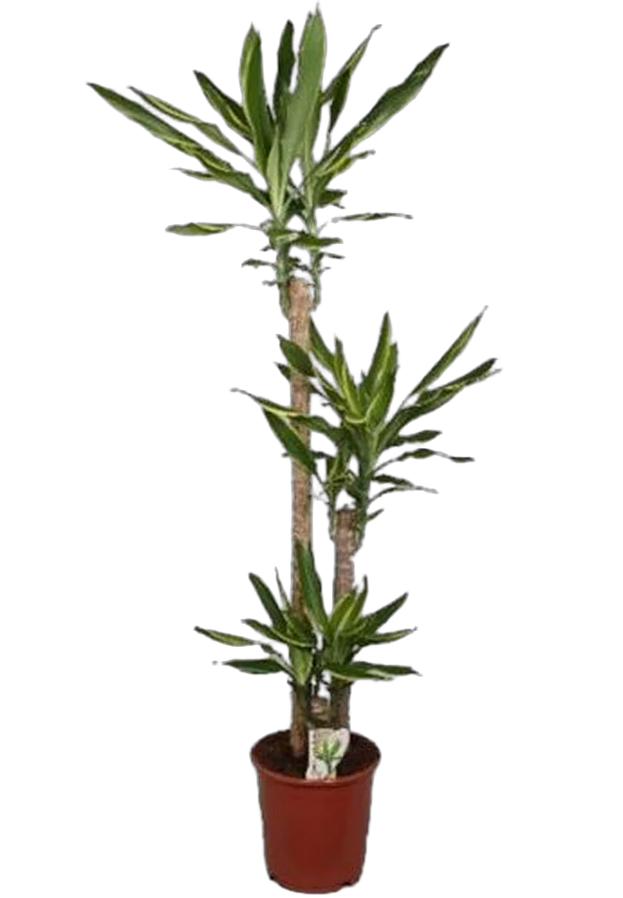 Драцена Фрагранс Голден Кост - Dracaena Fragrans Golden Coast D30 H150
