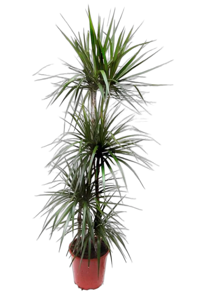 Драцена Маргината Биколор карусель - Marginata magenta D30 H150