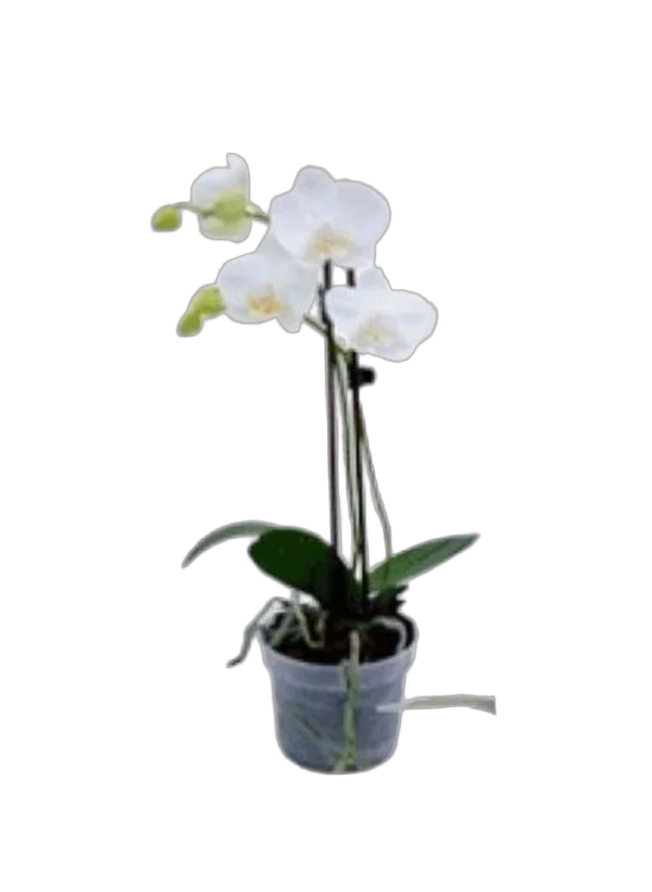Фаленопсис Beijing Anthura 2 цветоноса - Phalaenopsis D12 H45