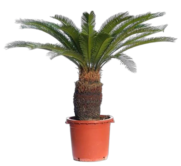 Пальма Цикас революта - Cycas revoluta D35 H130