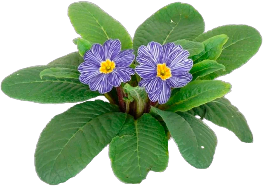 Примула обконика фиолетовая - Primula D10 H20