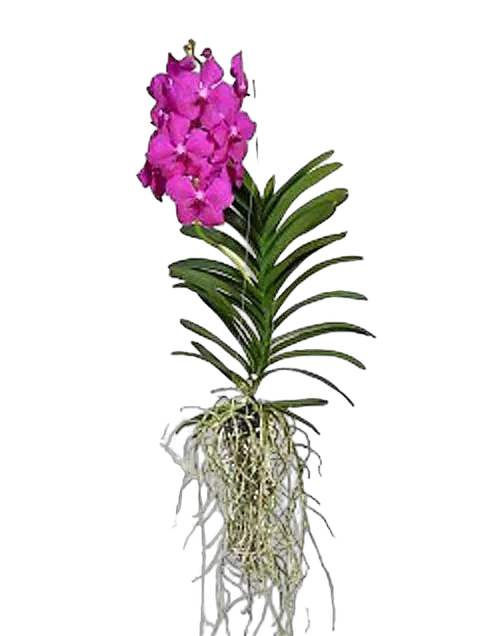Ванда подвесная H80