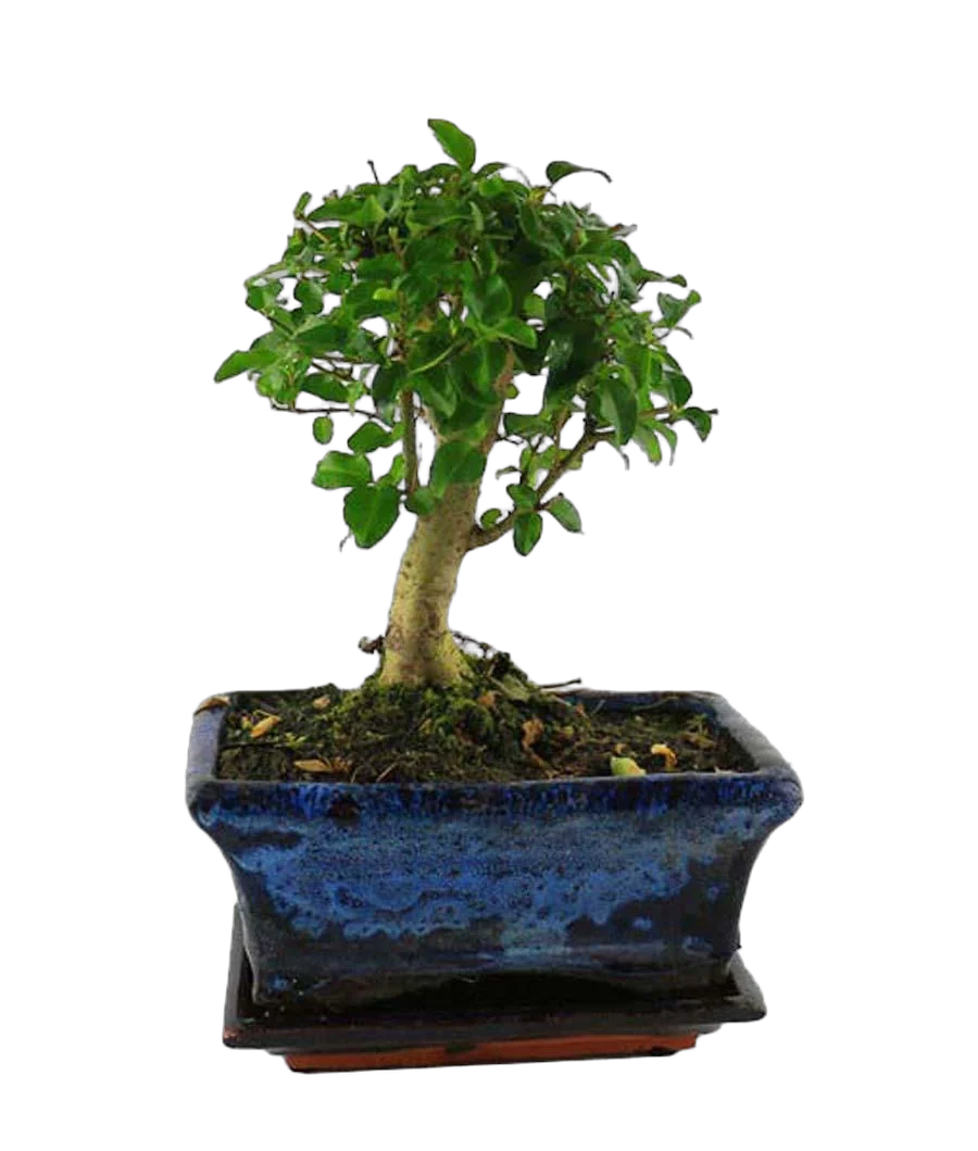 Бонсай Лигуструм D10 H15