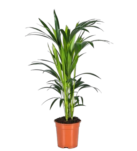 Ховея Форстера D17 H80