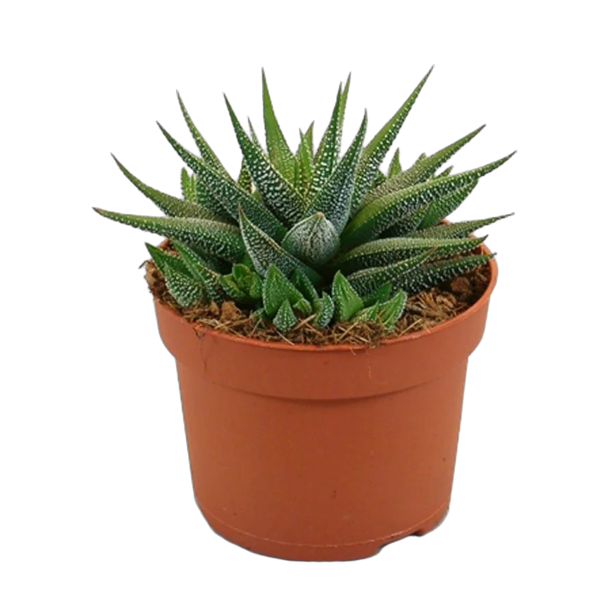 Хавортия пучковатая одноцветная - Haworthia fasciata var. concolor D8 H10