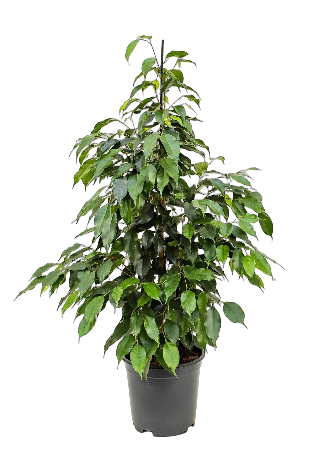 Фикус Бенджамина Экзотика - Ficus benjamina Exotica D21 H130