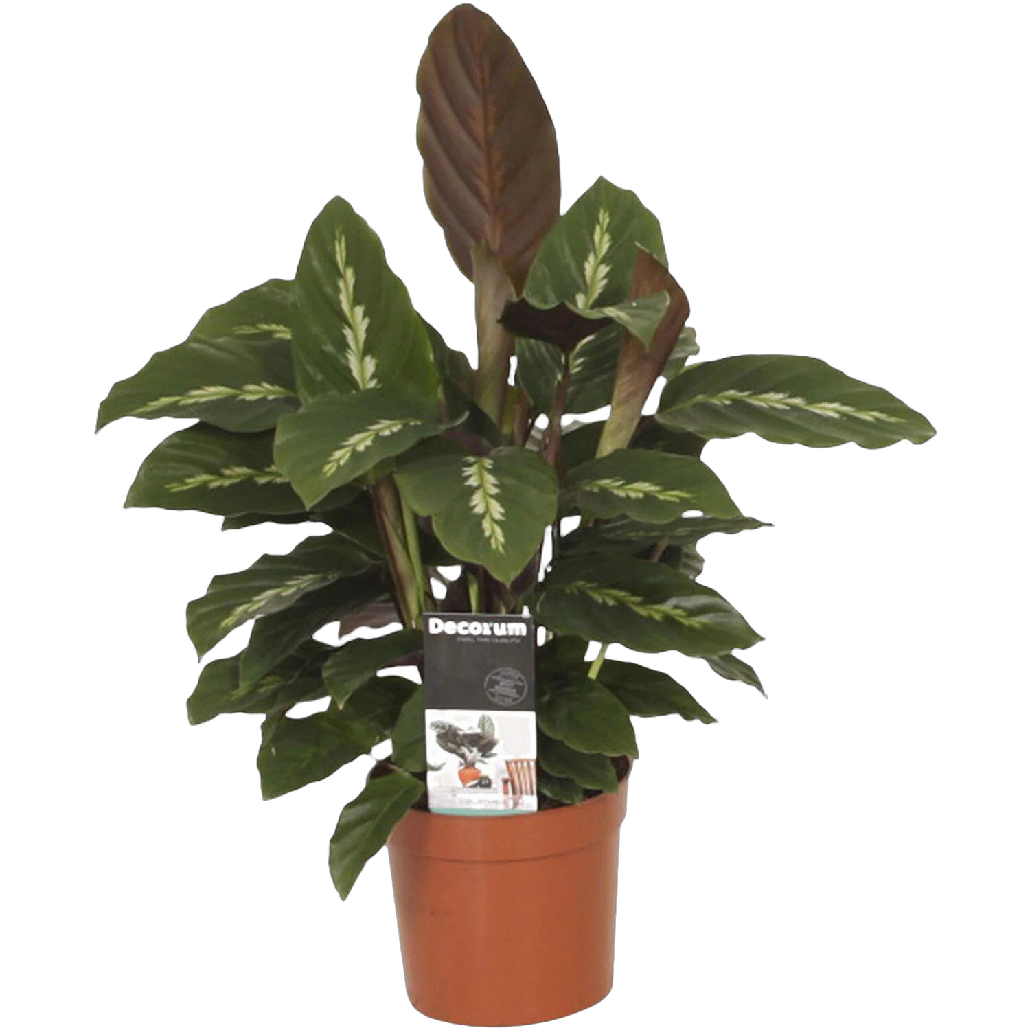 Калатея Мауи Куин - Calathea Maui queen D14 H45