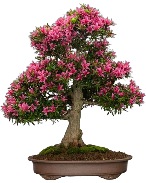 Цветущий бонсай Азалия D25 H45