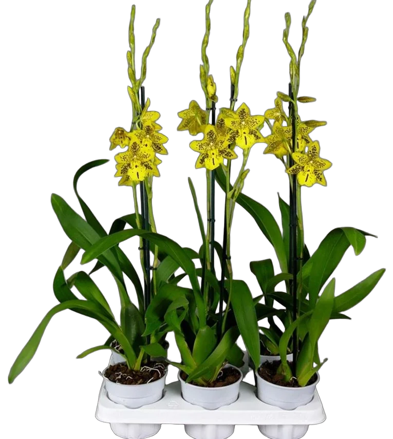 Одонтоцидиум - Odontocidium Tiger Barb Plenty 1 цветонос D12 H70