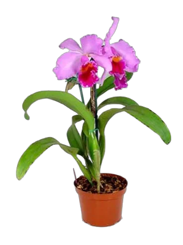 Каттлея - Cattleya D12 H35