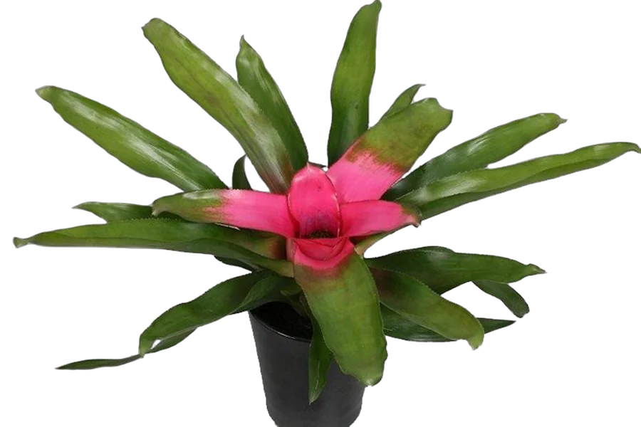 Неорегелия - Neoregelia Pink Sensation D12 H25
