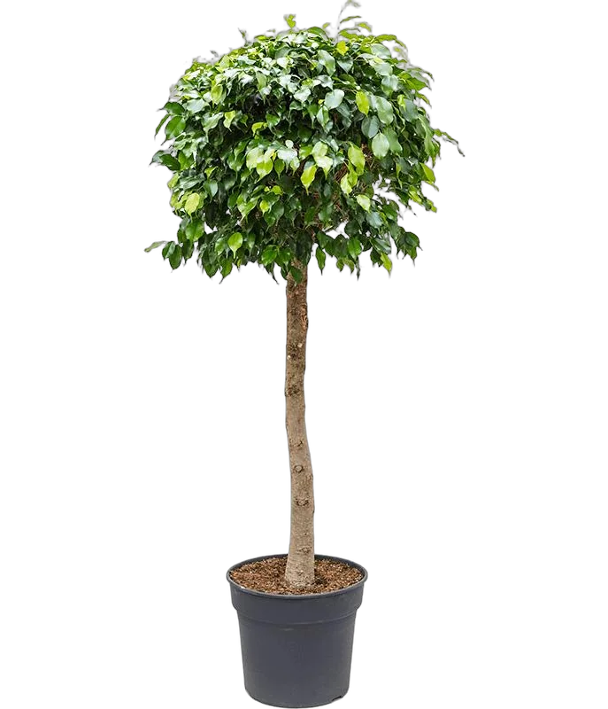 Фикус Бенджамина Даниэль  штамб - Ficus Benjamina Danielle D37 H180