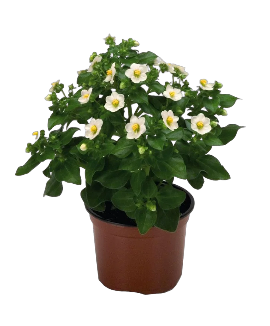 Экзакум белый - Exacum D12 H20