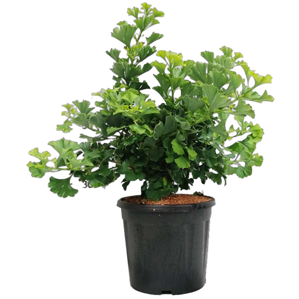 Гинкго билоба Марикен - Ginkgo biloba Mariken D38 H90