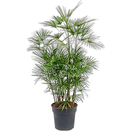 Пальма Рапис низкий - Rhapis Humilis D30 H100