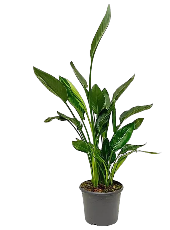 Стрелиция Николай - Strelitzia Nicolai D22 H110