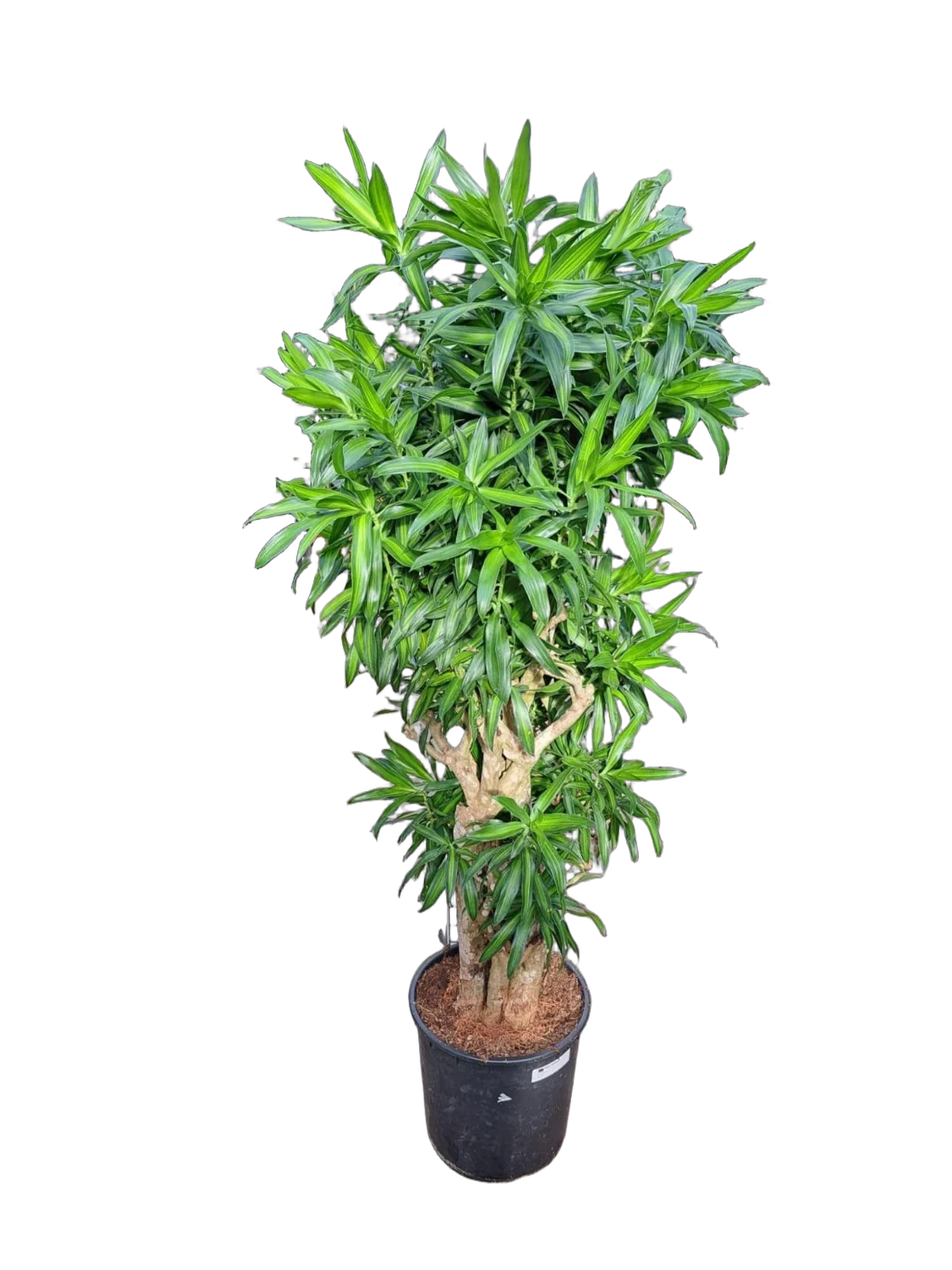 Драцена Рефлекса Сонг оф Ямайка D35 H170