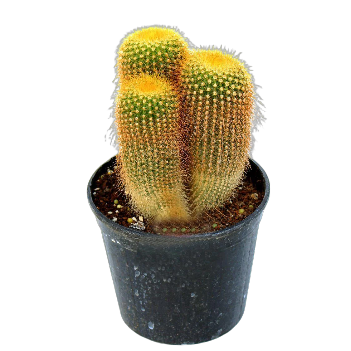 Эриокактус Ленингауза - Eriocactus leninghausii D10 H15