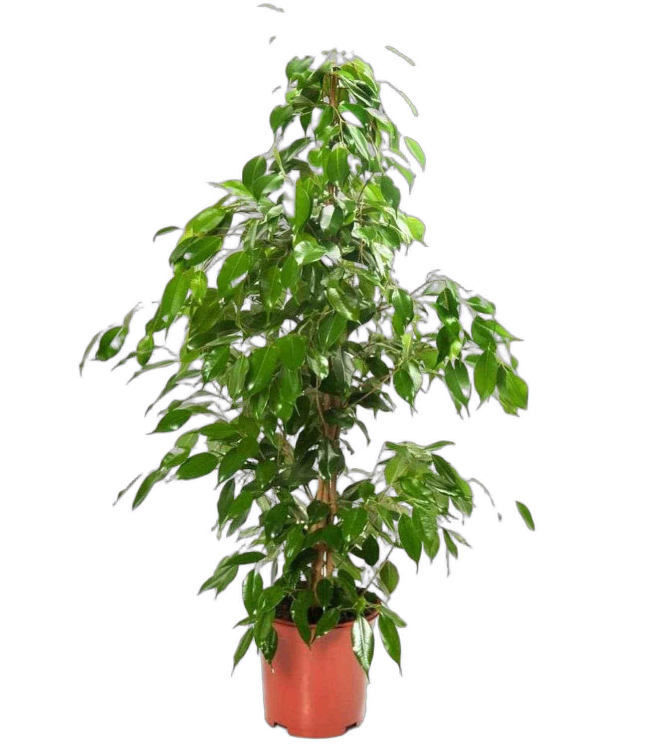Фикус Бенджамина Экзотика - Ficus benjamina Exotica D24 H130