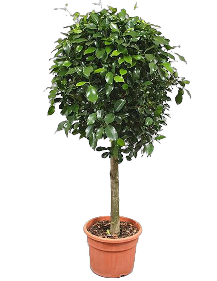 Фикус Бенджамина Нитида штамб - Ficus benjamina Nitida D33 H180