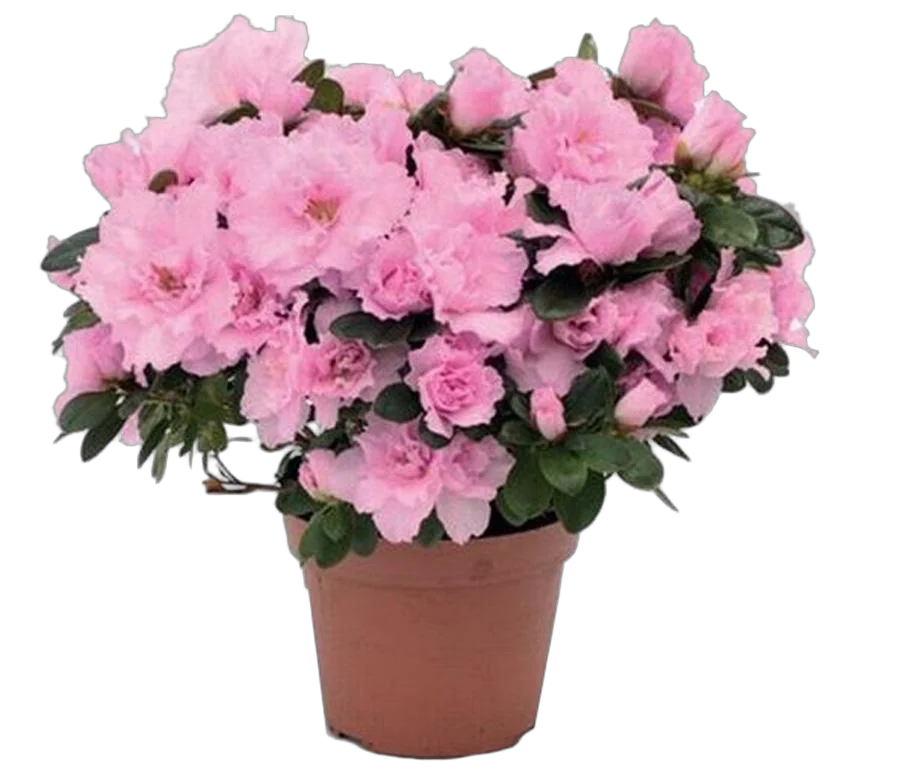 Азалия - Azalea D14 H35