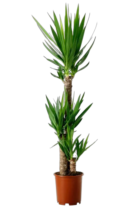 Пальма Юкка 3 ствола - Yucca D21 H130