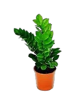 Замиокулькас - Zamioculcas zamiifolia D12 H25