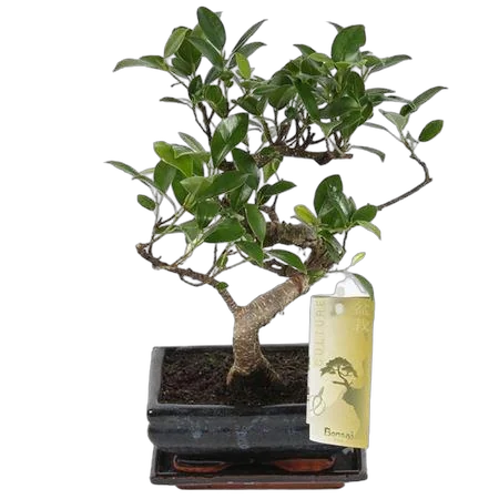 Бонсай Фикус Ретуза - Bonsai Ficus retusa D15 H20