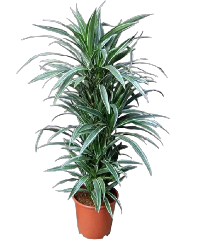Драцена Варнески куст - Dracaena Warneckei D25 H125