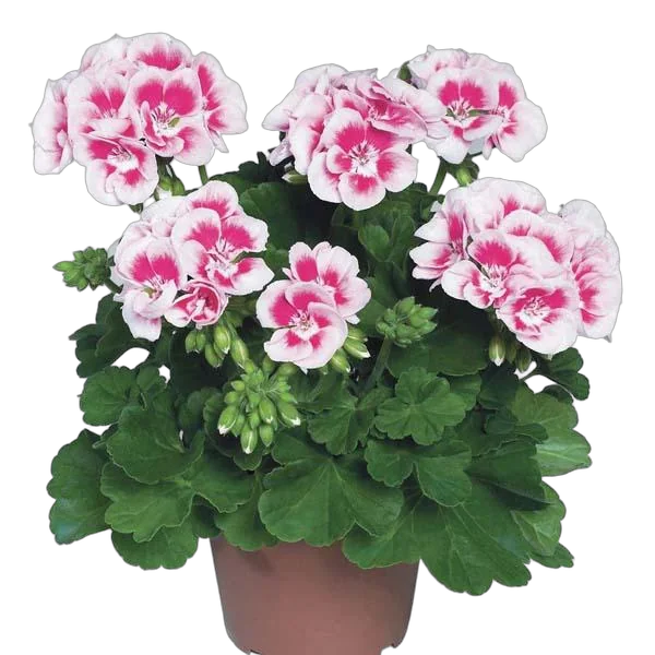 Герань (пеларгония) - Pelargonium D12 H25