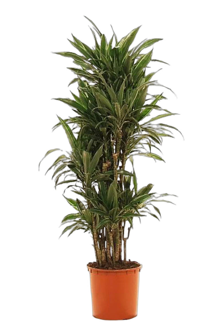 Драцена Варнески куст - Dracaena Warneckei D35 H180