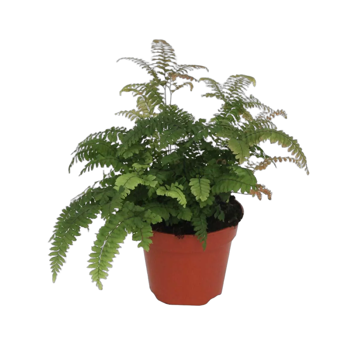 Адиантум Бронз Венус - Adiantum Bronze Venus D17 H45