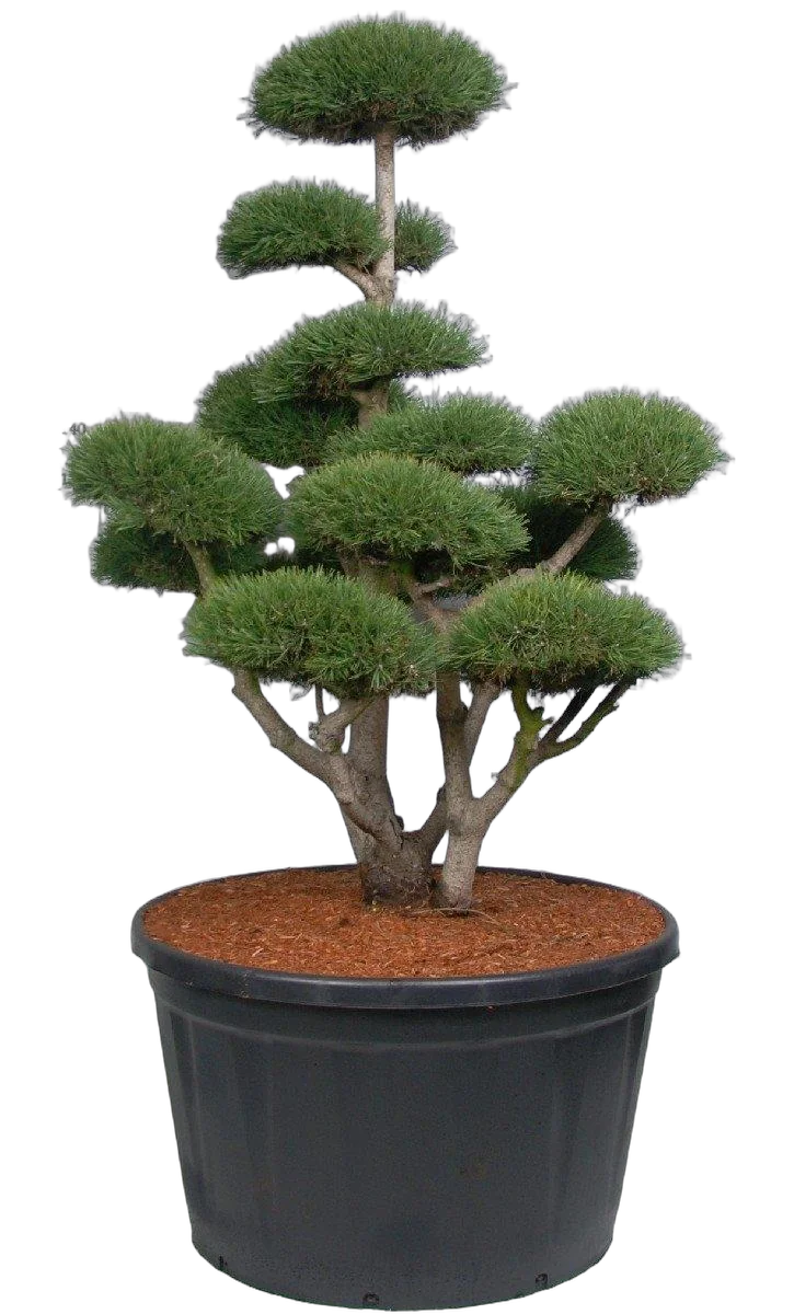Бонсай Сосна - Bonsai Pinus mugo D91 H240