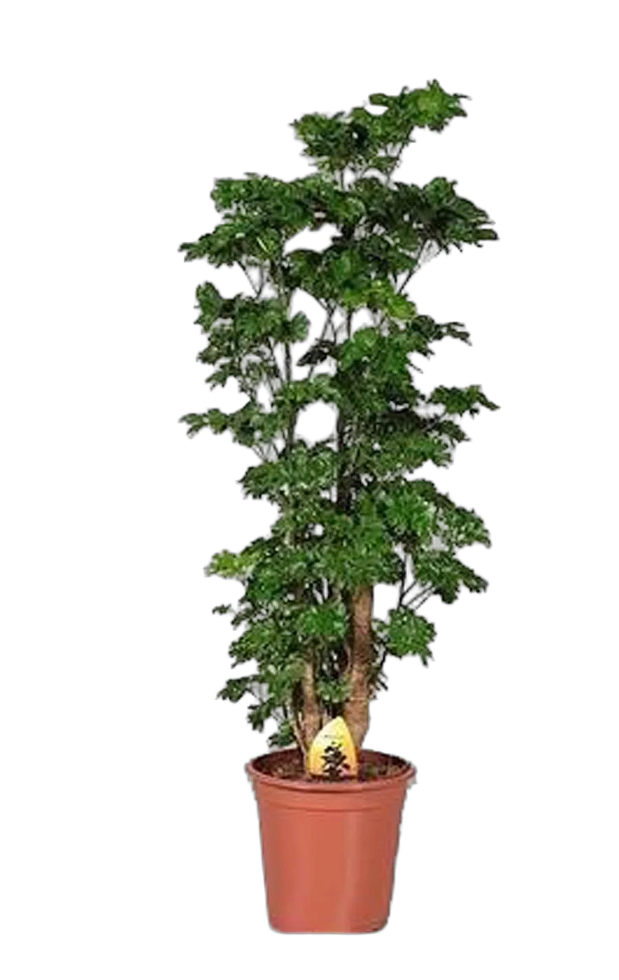 Полисциас Гуильфойля - Polyscias guilfoуlei