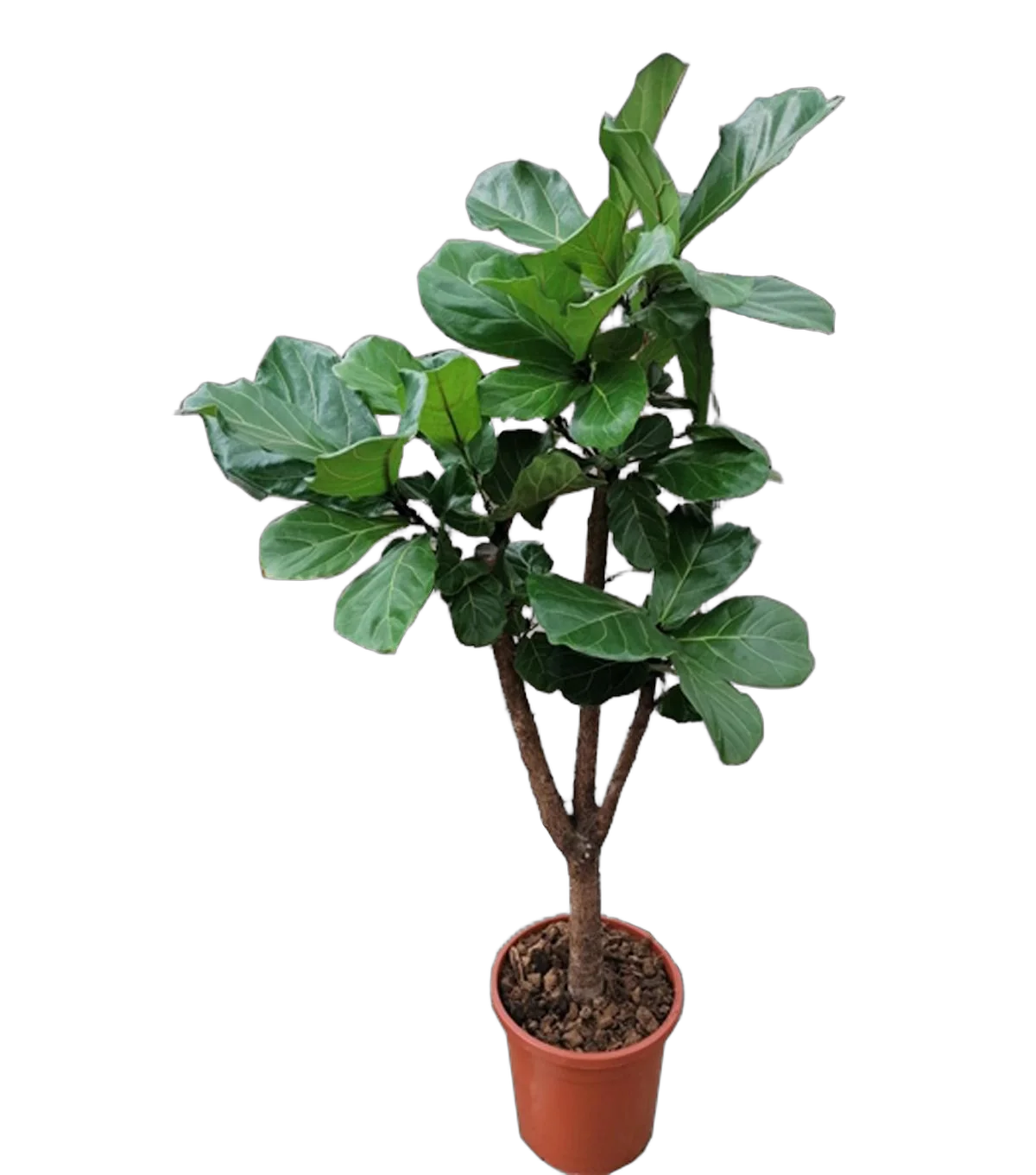Фикус лирата бранч - Ficus Lyrata Branched D30 H140