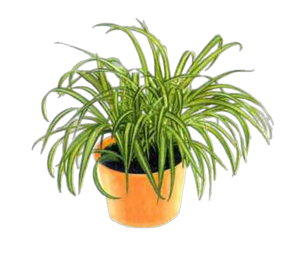 Хлорофитум Variegatum pet cover D12 H28