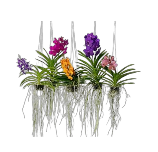 Ванда Гибрид Спот - Vanda Hybriden Yellow Spot H60