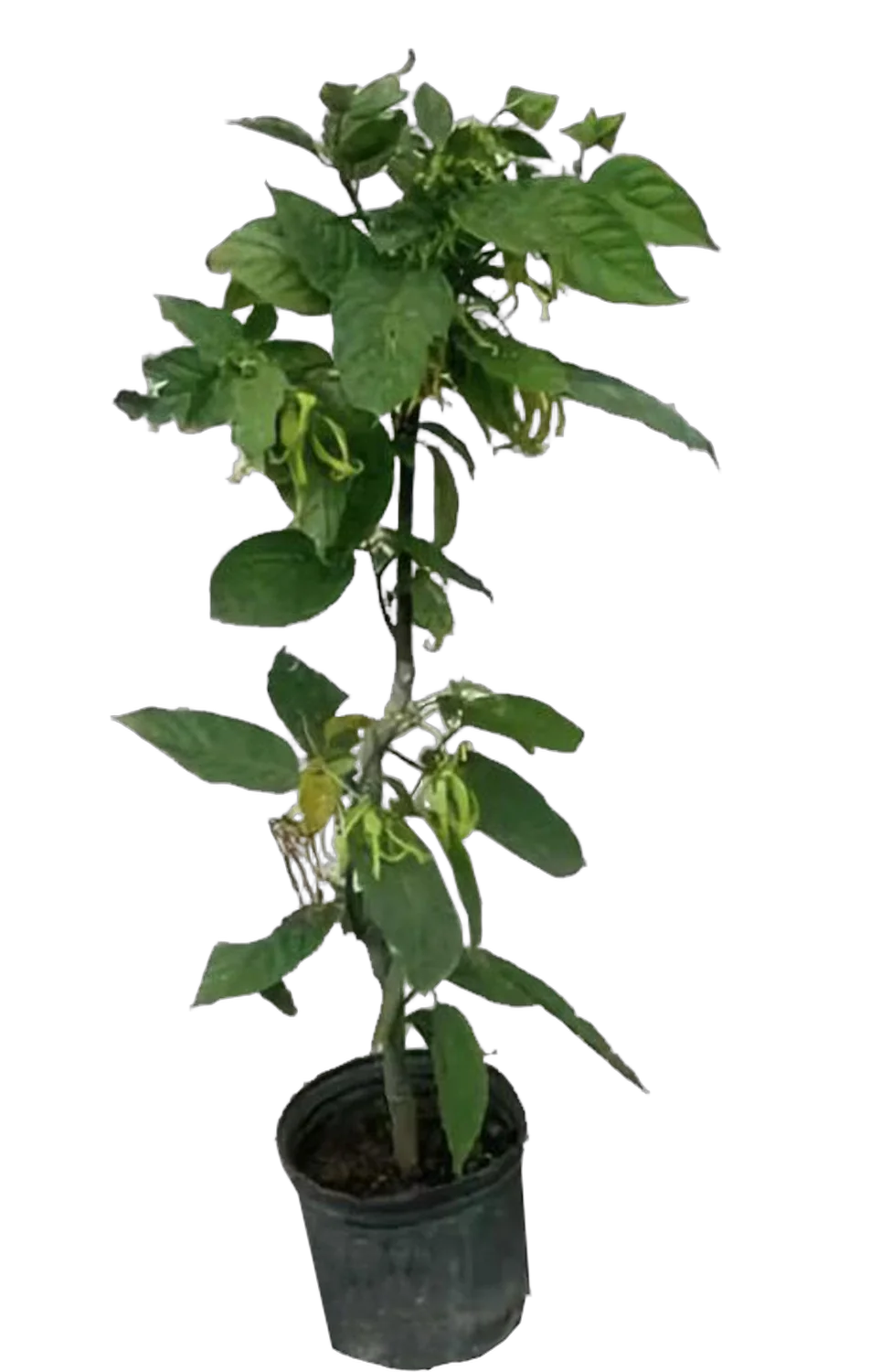 Иланг-Иланг или Кананга - Cananga odorata D18 H100