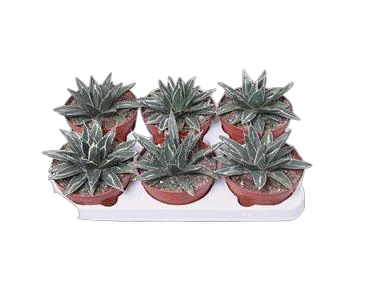 Агава королевы Виктории - Agave Victoriae-reginae D12 H20