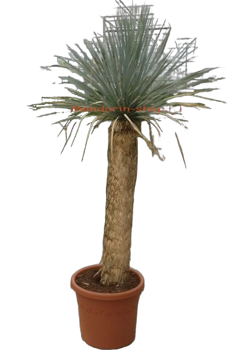 Пальма Юкка разветвленная - Yucca rostrata D48 H200