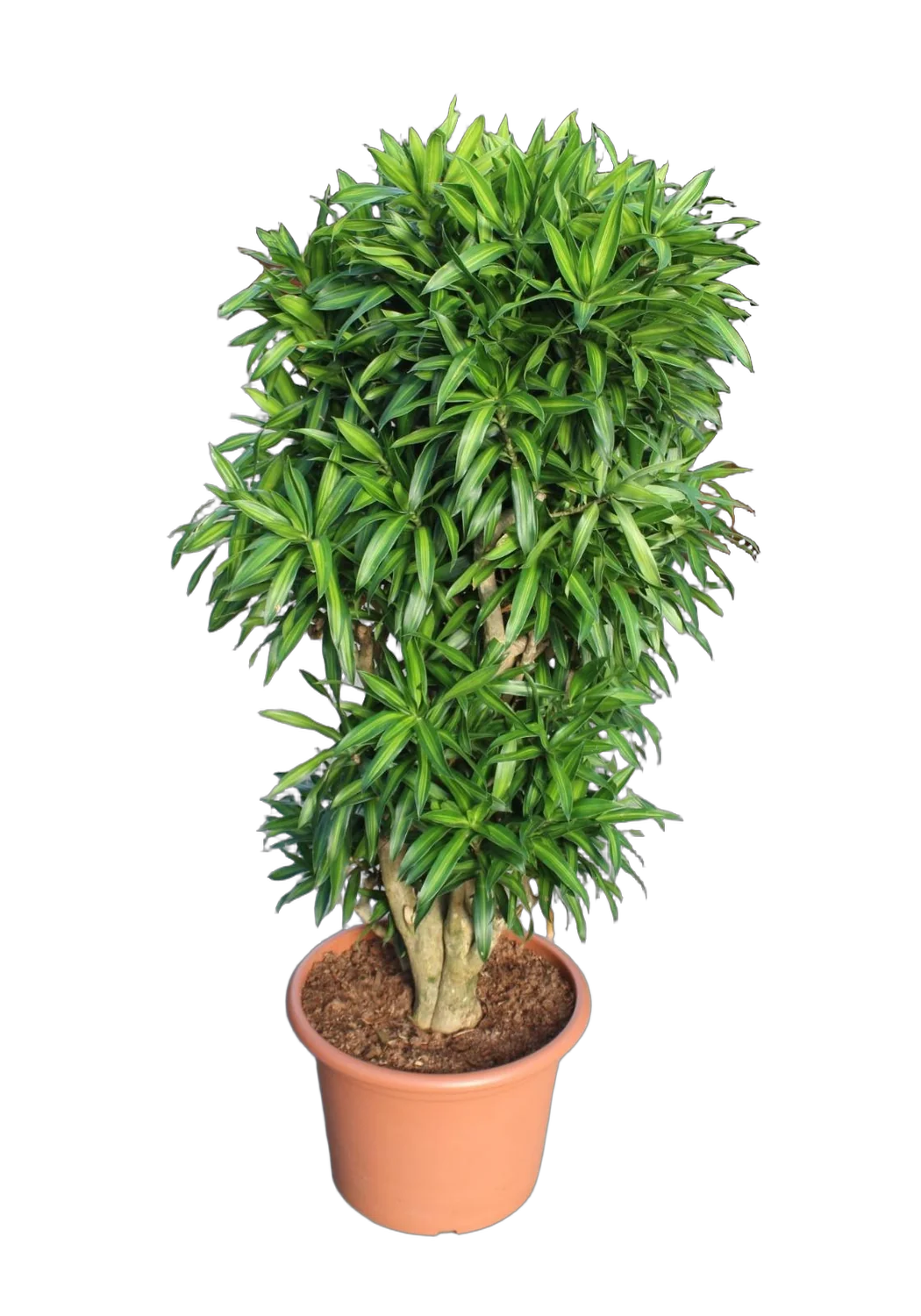 Драцена Рефлекса Сонг оф Ямайка бранч D45 H180