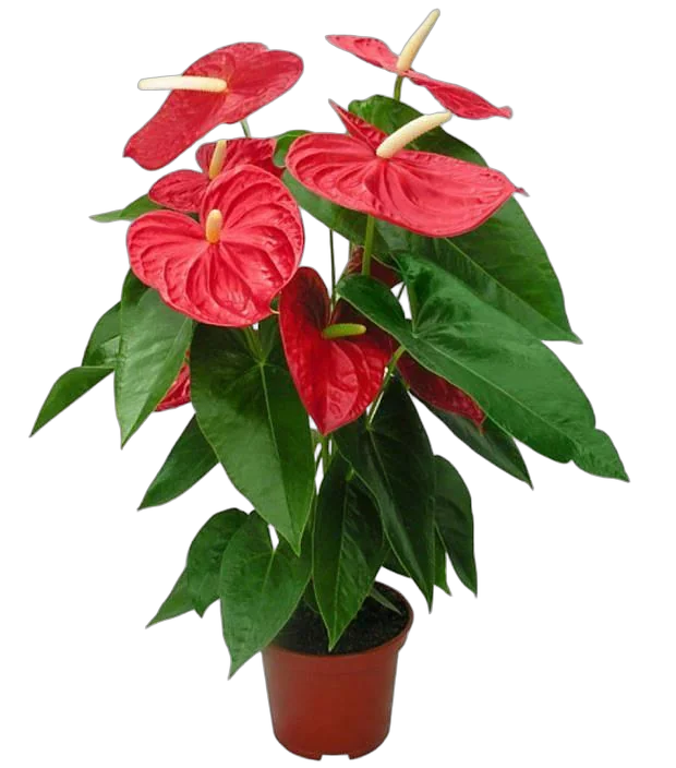 Антуриум Андреанум Дакота - Anthurium Dakota красный D17 H60