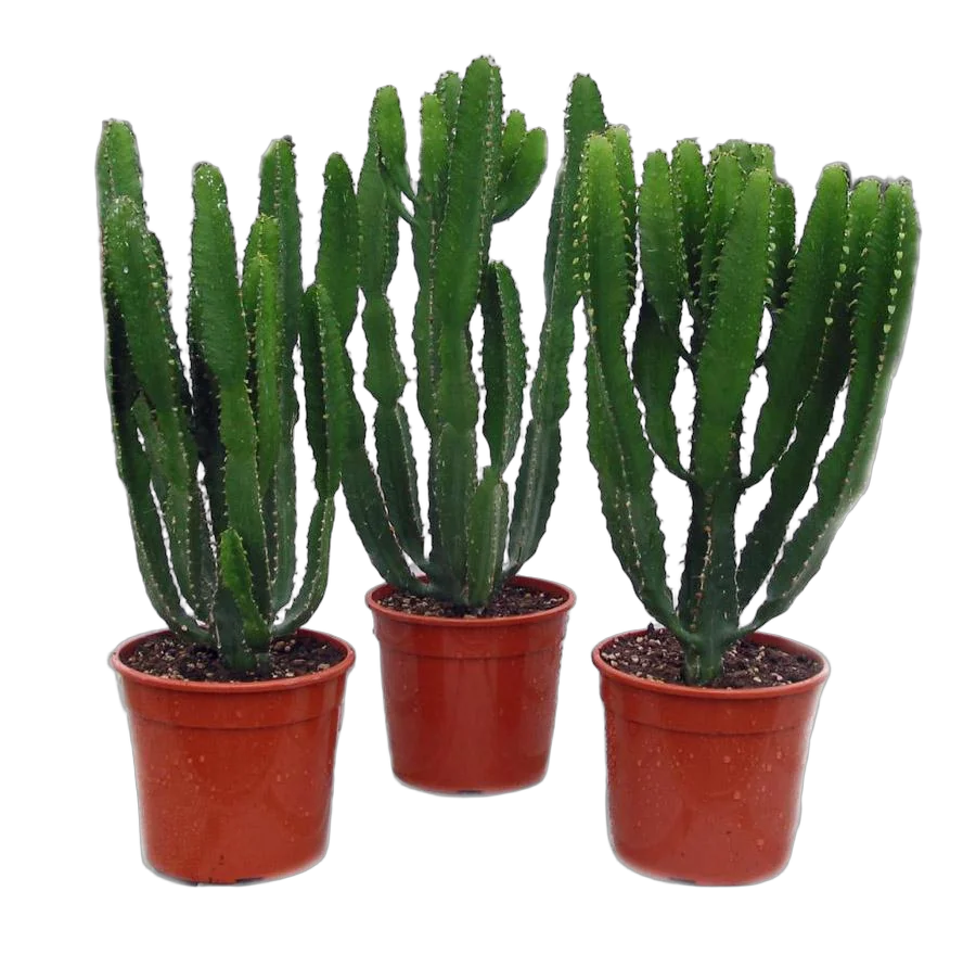 Эуфорбия Триангуларис - Euphorbia triangularis D13 H40