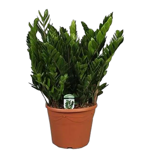 Замиокулькас - Zamioculcas zamiifolia D35 H110