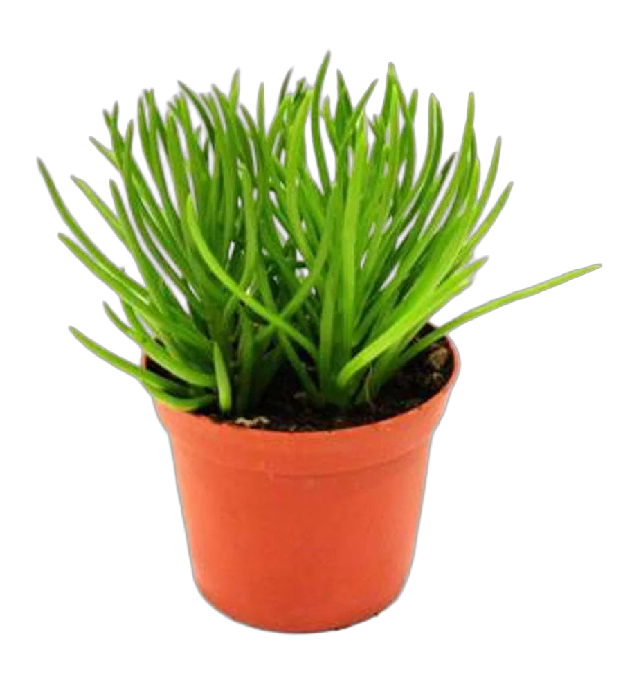 Крестовник Гималая - Senecio Archeri Himalaya D10 H15