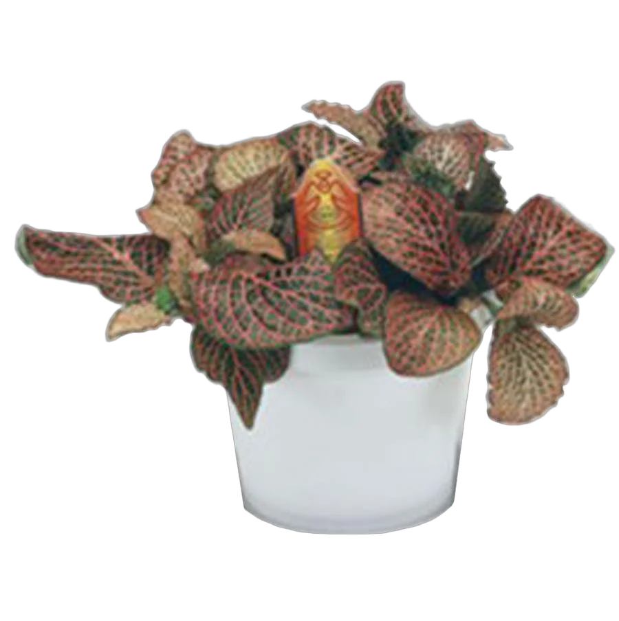 Фиттония Джосан - Fittonia josan D9 H10