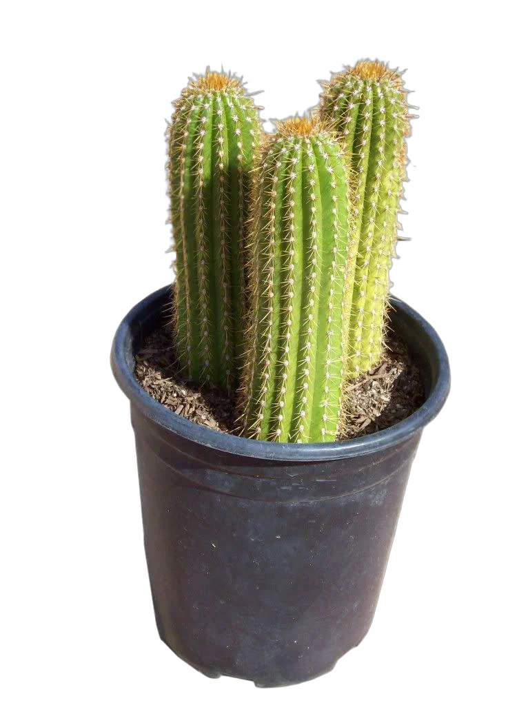 Трихоцереус Спаха - Trichocereus spachianus D17 H50