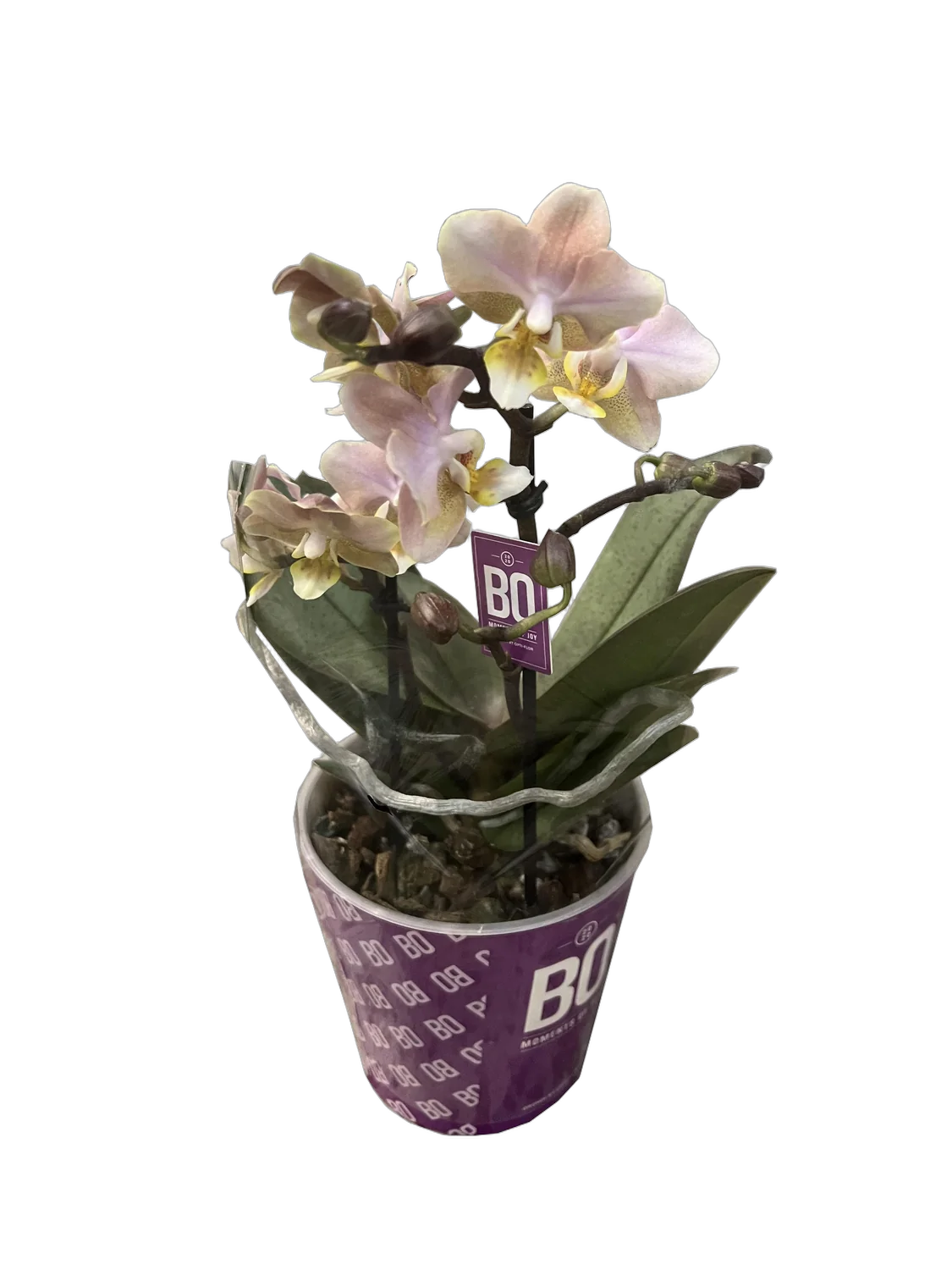 Фаленопсис Мини Арома 2 цветоноса Сэншн - Phalaenopsis Scention D12 H20
